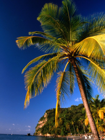 Palm Tree On Shore., Soufriere, St. Lucia by Jeff Greenberg Pricing Limited Edition Print image