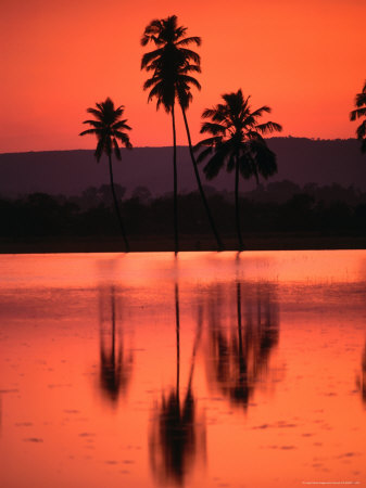 Rice Paddies At Sundown, Goa, India by John Pennock Pricing Limited Edition Print image