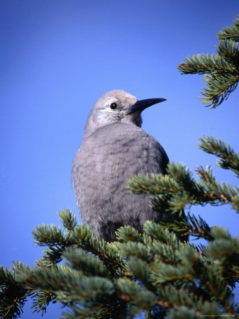 A Clark's Nuthatch ( Nucifraga Columbiana ) Perched In A Tree,Canada by Lee Foster Pricing Limited Edition Print image