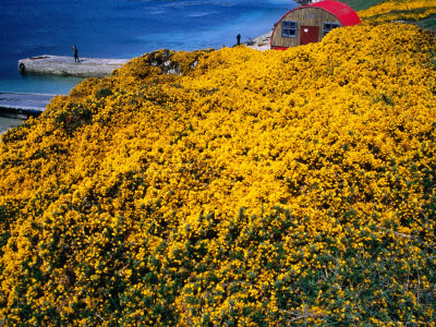 Yellow Gorse Flowering On Walk To Devil's Nose, Falkland Islands by Juliet Coombe Pricing Limited Edition Print image
