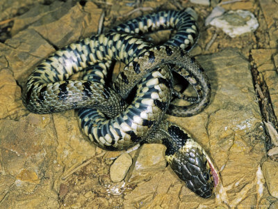 Grass Snake, Adult Playing Dead After Capture, Italy by Emanuele Biggi Pricing Limited Edition Print image