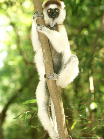 Verreauxs Sifaka In Tree, Madagascar by Patricio Robles Gil Pricing Limited Edition Print image