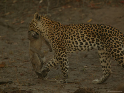 Loopard Carrying A Small Monkey In It's Jaws by Beverly Joubert Pricing Limited Edition Print image