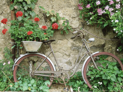 Pelargonium Growing In Bicycle Basket Parked Against Wall Brantome, France by Michael Howes Pricing Limited Edition Print image