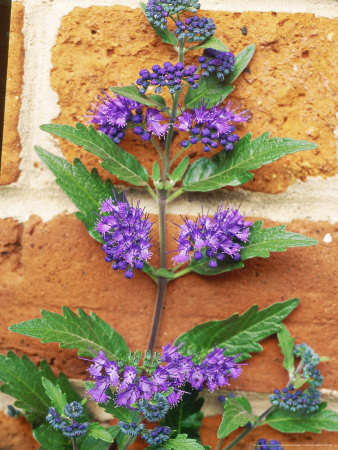 Caryopteris X Clandonensis First Choice by Christopher Fairweather Pricing Limited Edition Print image
