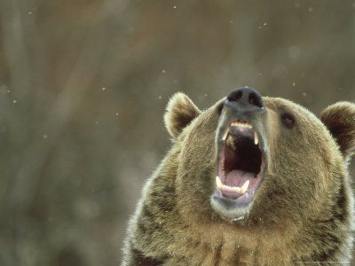 Grizzly Bear, Montana by Daybreak Imagery Pricing Limited Edition Print image