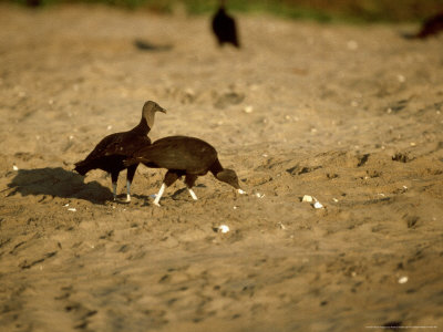 Black Vultures, Feeding On Sea Turtle Eggs, Mexico by Patricio Robles Gil Pricing Limited Edition Print image