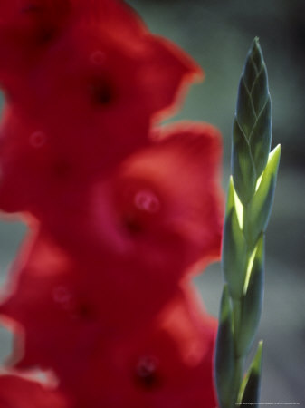 Gladiolus Arabian Night, Close-Up Of A Bud With Open Red Flowers Behind by Hemant Jariwala Pricing Limited Edition Print image