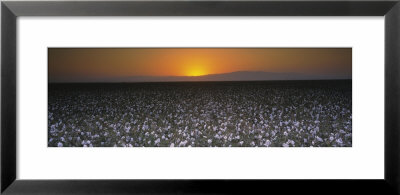 Cotton Crops In A Field, San Joaquin Valley, California, Usa by Panoramic Images Pricing Limited Edition Print image