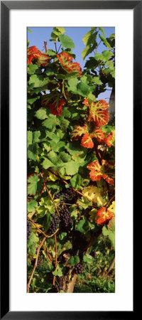 Fresh Grapes In The Vineyard, Lake Konstanz, Germany by Panoramic Images Pricing Limited Edition Print image