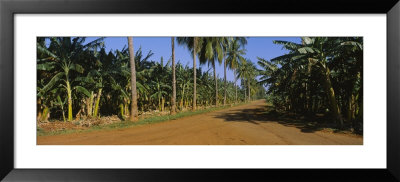 Palm Trees And Banana Trees Cultivated Along A Dirt Road, Cuba by Panoramic Images Pricing Limited Edition Print image