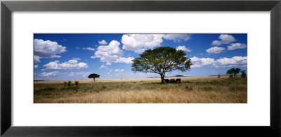 Elephants, Kenya, Africa by Panoramic Images Pricing Limited Edition Print image