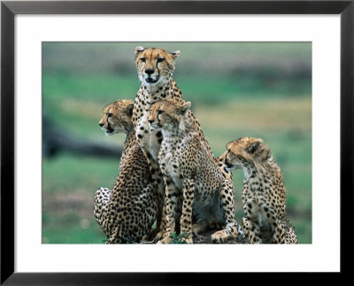 Cheetahs (Acinonyx Jubatus), Masai Mara National Reserve, Rift Valley, Kenya by Mark Newman Pricing Limited Edition Print image