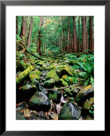Rainforest In Sol Duc Rain Forest, Olympic National Park, Washington by John Elk Iii Pricing Limited Edition Print image