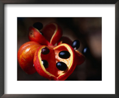 Rainforest Fruit, Cape York Peninsula, Queensland, Australia by Oliver Strewe Pricing Limited Edition Print image