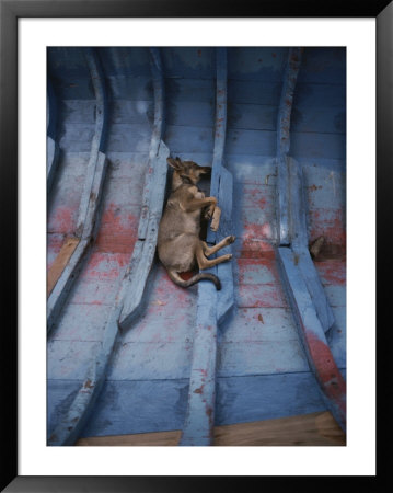 A Village Dog Naps In The Bottom Of A Cat Boat by Bill Curtsinger Pricing Limited Edition Print image