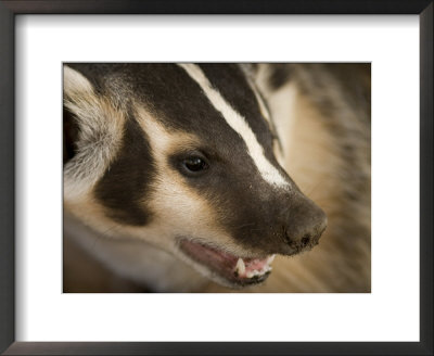 Hand-Raised Badger Bares Its Teeth At Its Home In Talmage, Nebraska by Joel Sartore Pricing Limited Edition Print image