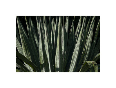 Yucca Iii by Chip Scarborough Pricing Limited Edition Print image