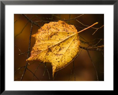 Golden Leaf Caught On Bare Tree Branches, Acadia National Park, Maine, Usa by Joanne Wells Pricing Limited Edition Print image