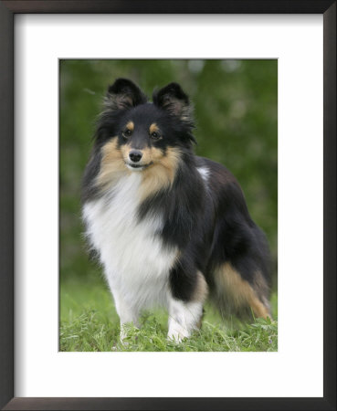 Sheltie Dog Outdoors by Petra Wegner Pricing Limited Edition Print image