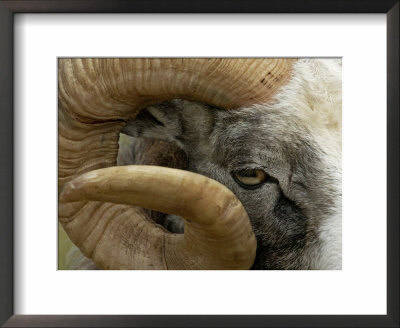 Close-Up Of Gotland Sheep, Ram's Horn, Sweden by Staffan Widstrand Pricing Limited Edition Print image