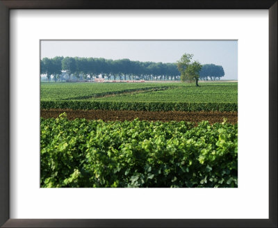 Cotes De Beaune Vineyards Near Beaune, Burgundy, France by Michael Busselle Pricing Limited Edition Print image