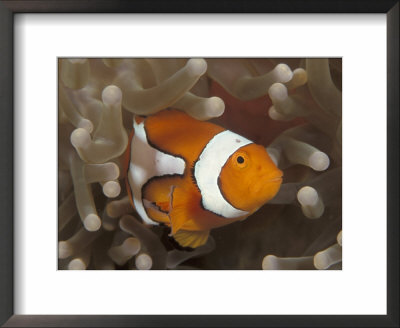 False Clown Anemonefish, In Anemone, Indo-Pacific by Jurgen Freund Pricing Limited Edition Print image
