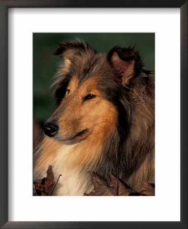 Rough Collie Portrait by Adriano Bacchella Pricing Limited Edition Print image