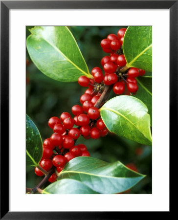 Ilex X Altaclarensis Marnockii (Holly) by Mark Bolton Pricing Limited Edition Print image