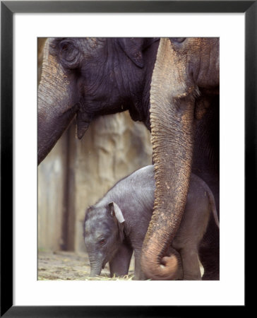 Baby Elephant Eating Hay At Feet Of Adult Elephants, Oregon Zoo, Portland, Usa by Janis Miglavs Pricing Limited Edition Print image