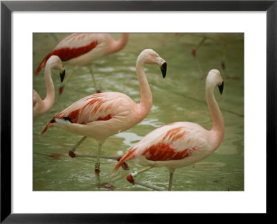A Flock Of Chilean Flamingos Wading In A Shallow Pool by Joel Sartore Pricing Limited Edition Print image