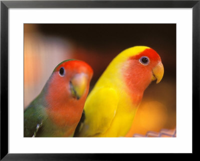 Love Birds, Yuen Po Street Bird Market, Hong Kong, China by Stuart Westmoreland Pricing Limited Edition Print image