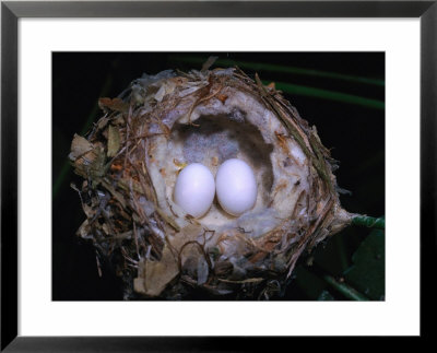 Hummingbirds Nest And Eggs by Dr. Luis De La Maza Pricing Limited Edition Print image