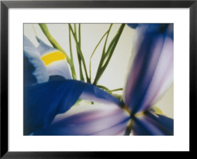 A Close-Up Of A Purple Iris by Sisse Brimberg Pricing Limited Edition Print image