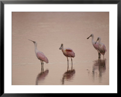Roseate Spoonbills Stand In Shallow Water, Reflecting The Pink Sunset by Nicole Duplaix Pricing Limited Edition Print image
