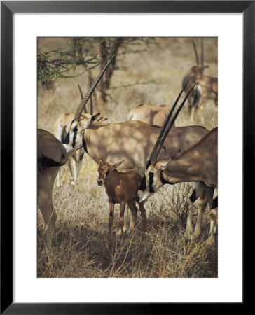 A Female Oryx Nuzzles Her Fawn by Marc Moritsch Pricing Limited Edition Print image