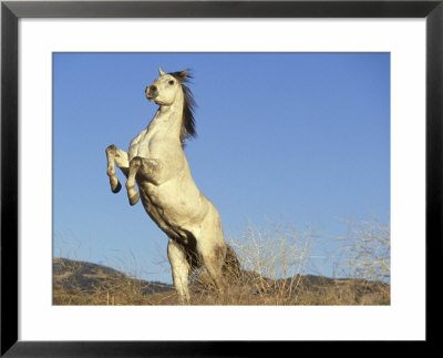Stallion Rearing Up by Alan And Sandy Carey Pricing Limited Edition Print image