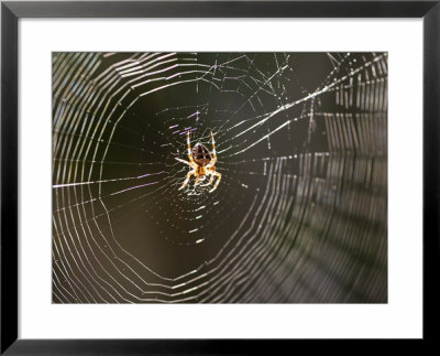 Common Spider In The Center Of It's Web by Amanda Hall Pricing Limited Edition Print image