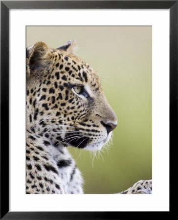 Leopard (Panthera Pardus), Samburu National Reserve, Kenya, East Africa, Africa by James Hager Pricing Limited Edition Print image