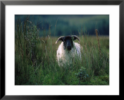 Country Side Ram, Ireland by Kathleen Kliskey-Geraghty Pricing Limited Edition Print image