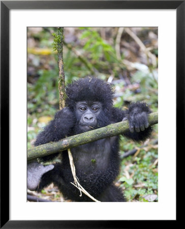 Mountain Gorilla, Youngster At Play, Rwanda by Mike Powles Pricing Limited Edition Print image