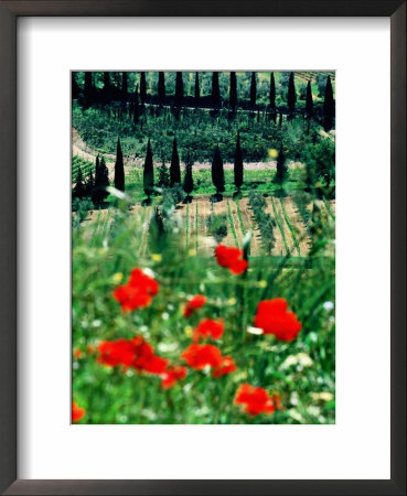 Rows Of Cypress Trees With Poppies In Foreground, Castelnuovo Dell'abate, Tuscany, Italy by David Tomlinson Pricing Limited Edition Print image