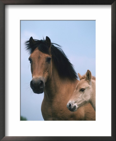 Domestic Horse, Dulmen Pony, Mare With Foal, Europe by Reinhard Pricing Limited Edition Print image