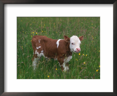 Cows, Domestic Cattle, Calf, Europe by Reinhard Pricing Limited Edition Print image