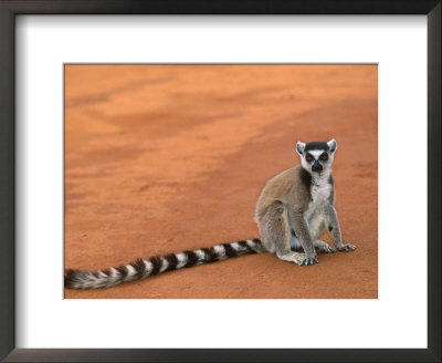 Ring-Tailed Lemur (Lemur Catta) Berenty Reserve, Madagascar by Pete Oxford Pricing Limited Edition Print image