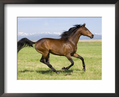 Bay Thoroughbred, Gelding, Cantering Profile, Longmont, Colorado, Usa by Carol Walker Pricing Limited Edition Print image