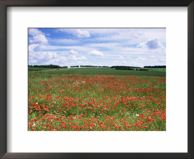 Poppies In The Valley Of The Somme Near Mons, Nord-Picardy, France by David Hughes Pricing Limited Edition Print image