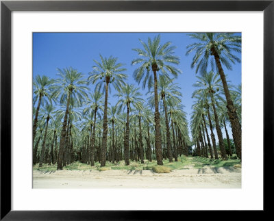 Date Palm Orchards Near Indio, California, Usa by Robert Harding Pricing Limited Edition Print image
