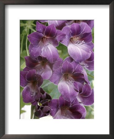 Gladiolus Violetta (Medium Gladiolus Group) by Chris Burrows Pricing Limited Edition Print image