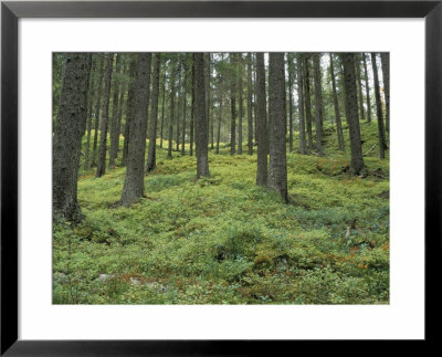 Coniferous Woods, Lappland, Sweden, Scandinavia by Gavin Hellier Pricing Limited Edition Print image